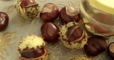 The use of horse chestnuts for the treatment of varicose veins
