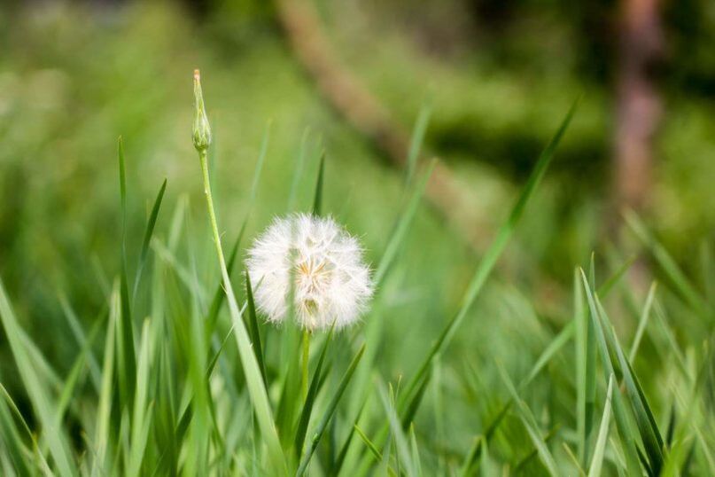 Dandelion – a folk remedy for varicose veins
